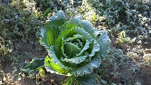 农场种植的初秋清晨冻白菜。放大。视频素材