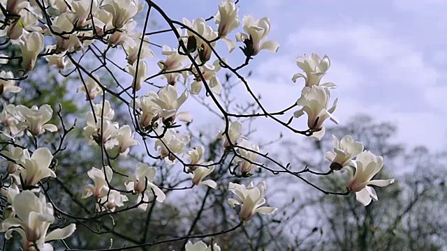 白玉兰花视频素材