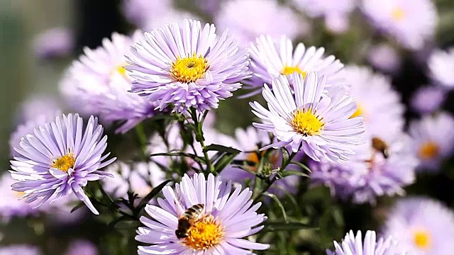 昆虫从盛开的花朵上采集花蜜视频素材