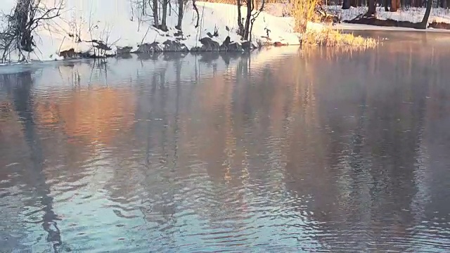 水面上的白天鹅。鸟夫妇。冬天的风景。雪覆盖了河岸视频素材