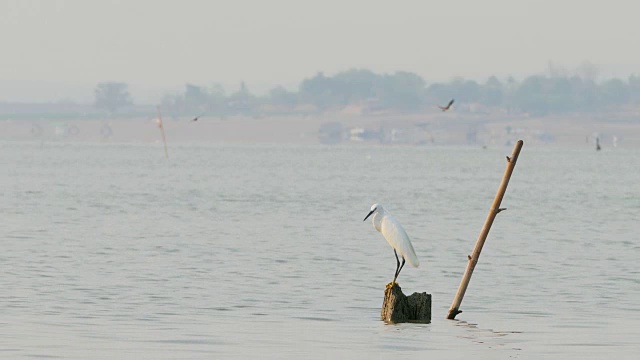 小白鹭(Egretta garzetta)是鹭科小鹭的一种。视频下载