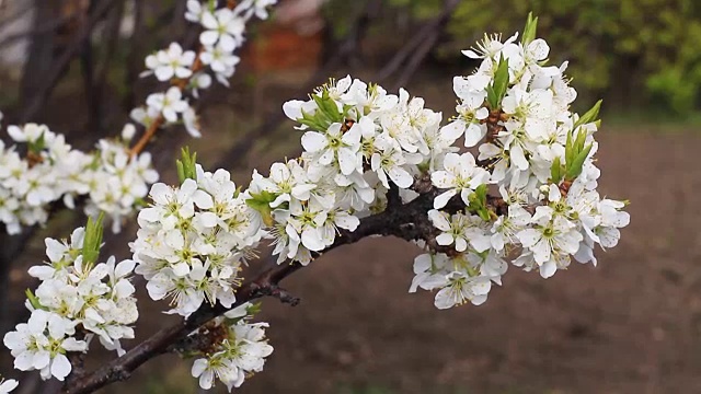 春天开花。视频素材