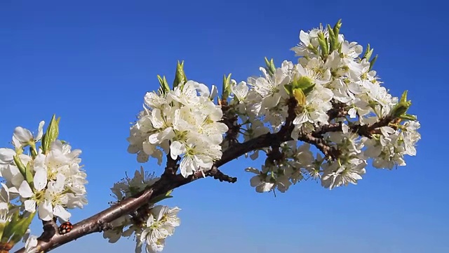 春天开花。视频素材