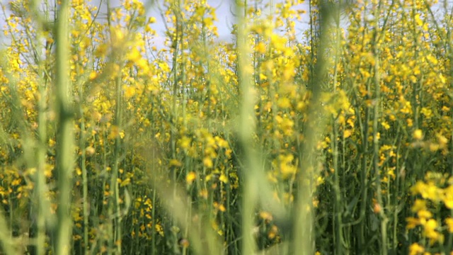 油菜籽领域视频素材