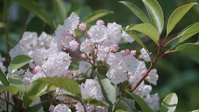 Kalmia Flowers，昭和纪念公园，日本东京视频素材