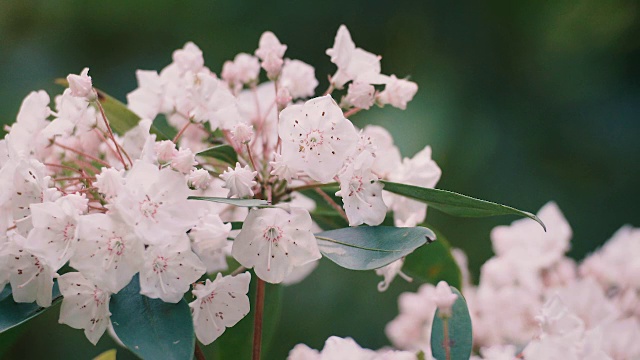 Kalmia Flowers，昭和纪念公园，日本东京视频素材