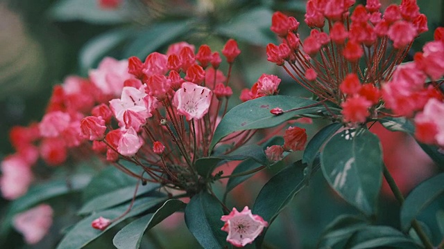 Kalmia Flowers，昭和纪念公园，日本东京视频素材