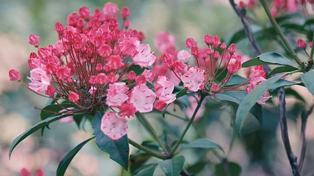 Kalmia Flowers，昭和纪念公园，日本东京视频素材