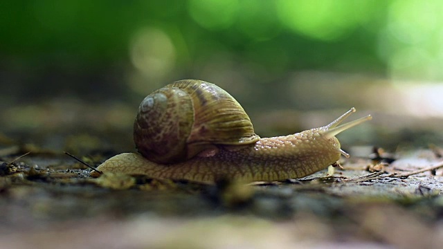 蜗牛在树林里爬行视频素材