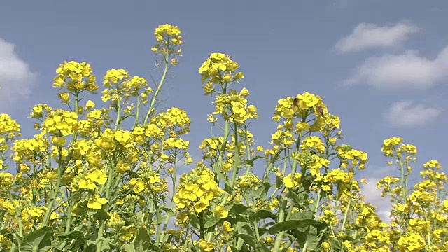 田间芥菜上的蜜蜂视频素材