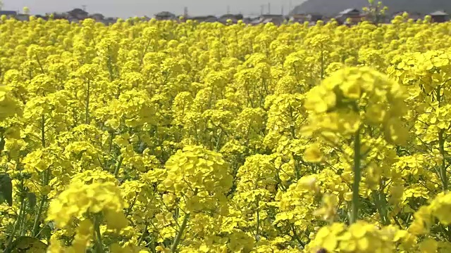 田间芥菜上的蜜蜂视频素材