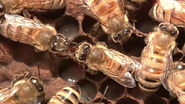 蜜蜂嘴对嘴传送蜂蜜视频素材