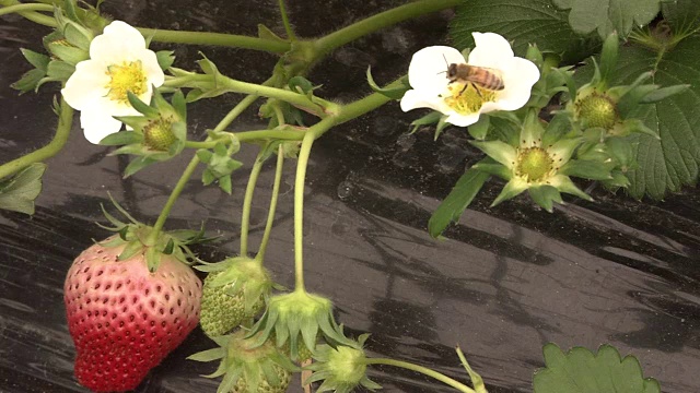 草莓花上的蜜蜂视频素材