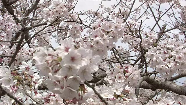 樱花上的蜜蜂视频素材