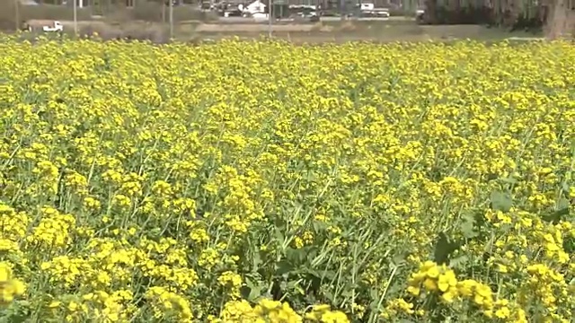 芥菜地毯视频素材