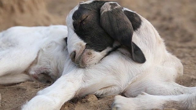 小山羊视频下载