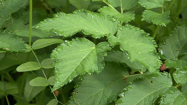 小荨麻下降视频下载