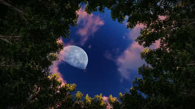 抬头看一圈红杉，日出时满月，放大视频素材