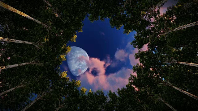 抬头看一圈红杉，日出时满月，视频素材