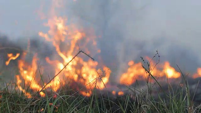 森林草地、田野上的干草被大火燃烧。不慎操作，野火蔓延视频下载