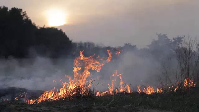 森林里的火和浓烟，野火。燃烧干草，草地，森林。自然灾害，干旱，大火威胁。对着天空和太阳，夕阳西下。潘对拍摄视频素材