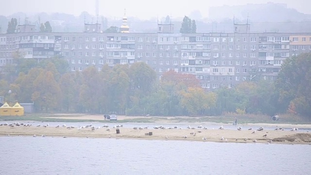 岛上的鸟在河中间。城市中的河流视频素材