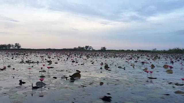 游客乘游船参观红睡莲湖视频素材