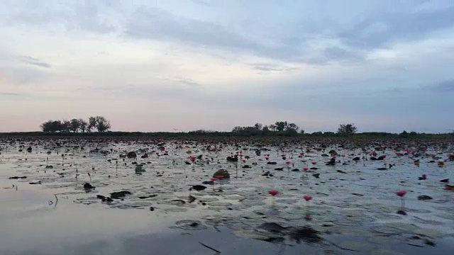 游客乘游船参观红睡莲湖视频素材