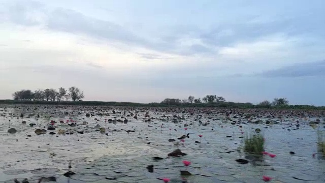 游客乘游船参观红睡莲湖视频素材