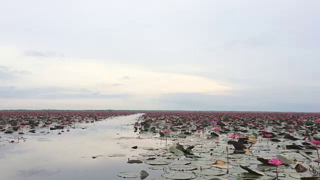 游客乘游船参观红睡莲湖视频素材