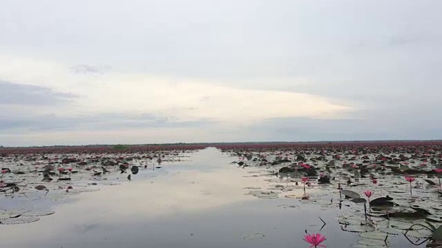 游客乘游船参观红睡莲湖视频下载