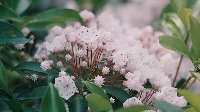 Kalmia Flowers，昭和纪念公园，日本东京视频素材