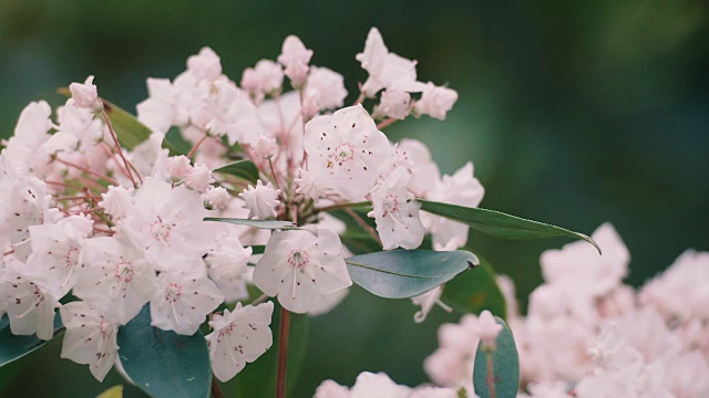 Kalmia Flowers，昭和纪念公园，日本东京视频素材