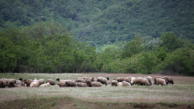 羊在草地上视频素材