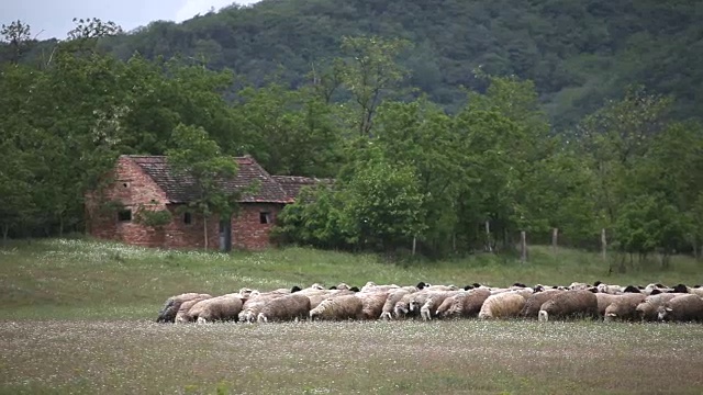 羊在草地上视频素材