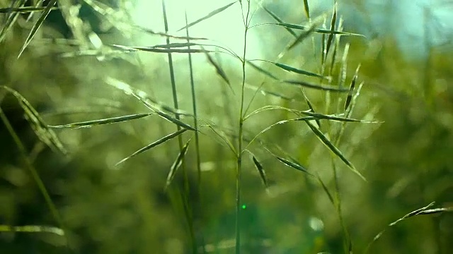 多汁的绿色草地宏观的阳光透过草地的叶子美丽的背景宏观的春天夏天的风景美丽的阳光露珠在草地上视频素材