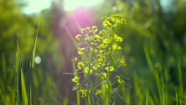 多汁的绿色草地宏观的阳光透过草地的叶子美丽的背景宏观的春天夏天的风景美丽的阳光露珠在草地上视频素材