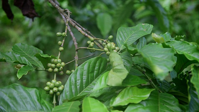 树枝上的咖啡豆视频素材