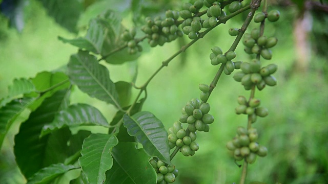 树枝上的咖啡豆视频素材