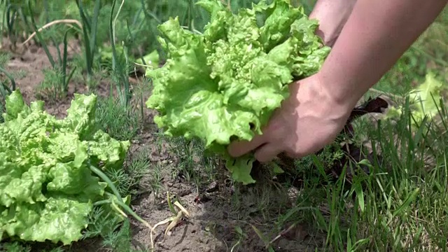 两个采摘生菜的慢动作视频视频素材