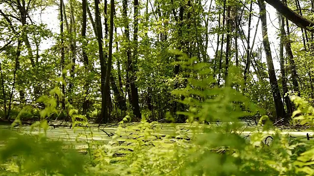 野生森林沼泽上的蕨类植物。视频素材