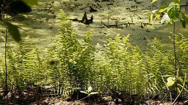 野生森林沼泽上的蕨类植物。视频素材