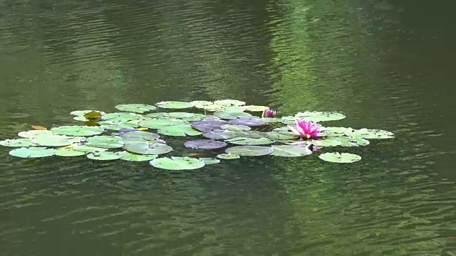 荷花，荷塘视频素材