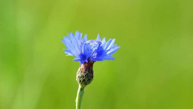 蓝色矢车菊视频素材