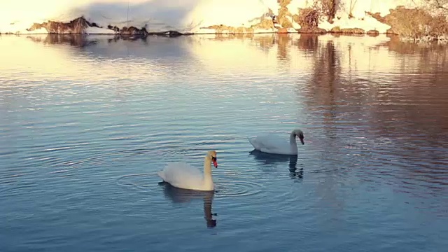 天鹅在白雪覆盖的河岸附近的河里游泳。鸟夫妇视频素材