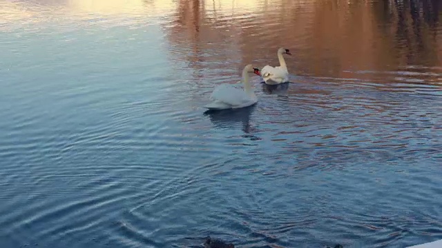 阳光下的白天鹅。天鹅和鸭子在湖里游泳。碧水上的天鹅视频素材