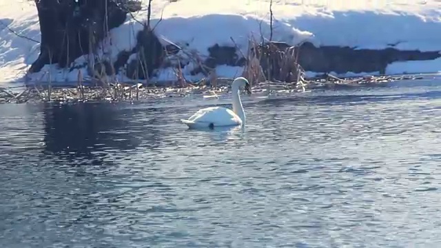 天鹅在白雪覆盖的河岸游泳。冬天河里的水鸟视频素材