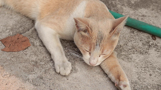 猫正在睡觉视频素材