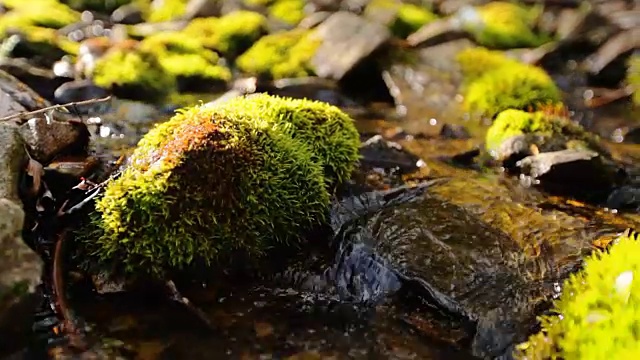 靠近被苔藓覆盖的石头和岩石沿着水流流过绿色的夏季森林视频素材