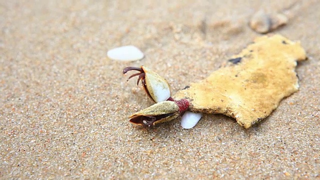 海滩上的寄居蟹视频下载